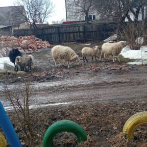 Бараны на городских дорогах: овцы в Смоленске почувствовали себя в привычных условиях