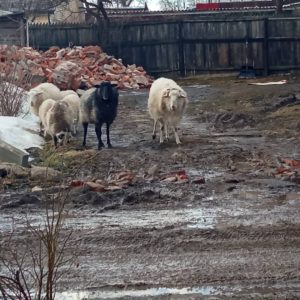 Бараны на городских дорогах: овцы в Смоленске почувствовали себя в привычных условиях