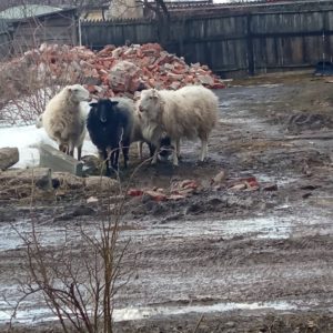 Бараны на городских дорогах: овцы в Смоленске почувствовали себя в привычных условиях