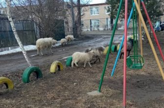 Бараны на городских дорогах: овцы в Смоленске почувствовали себя в привычных условиях