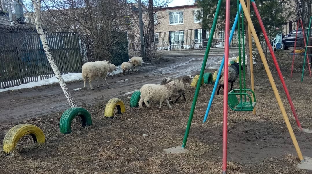 Бараны на городских дорогах: овцы в Смоленске почувствовали себя в привычных условиях