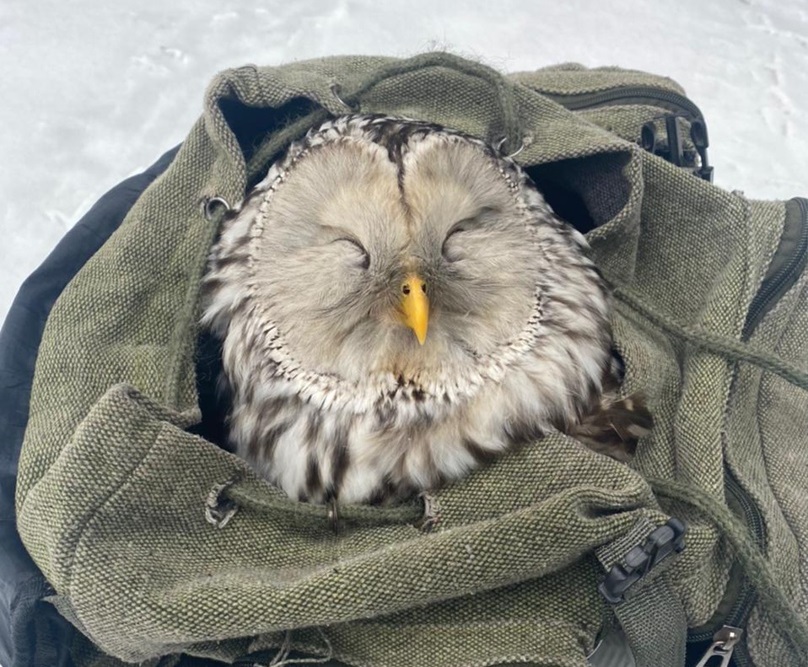 Две совы в поисках друг друга заблудились в Смоленске