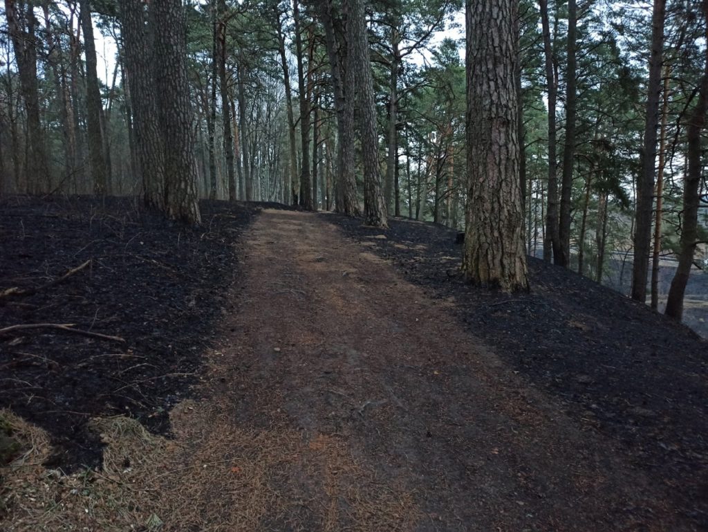 Выжженная земля: в смоленском поселке Гнездово вспыхнул лес