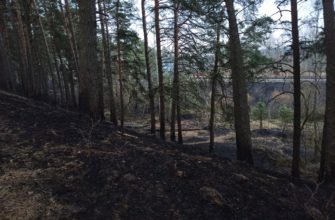 Выжженная земля: в смоленском поселке Гнездово вспыхнул лес