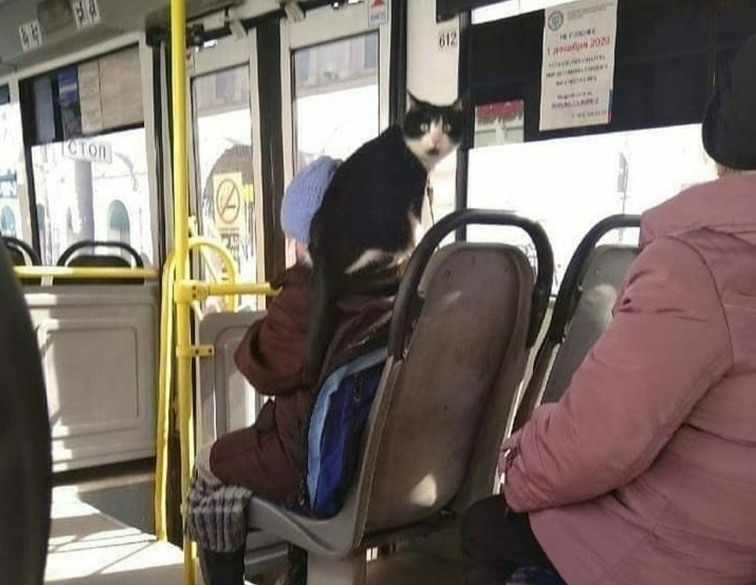 Кот на плече: смоленская пенсионерка не расстается с питомцем даже в автобусе