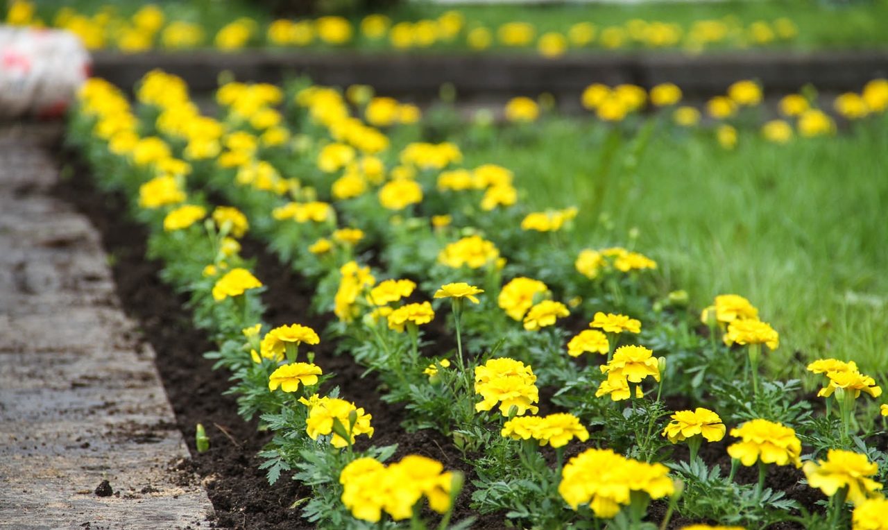 6 тысяч цветов высадили в Лопатинском саду в Смоленске
