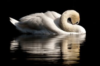 лебедь, птица