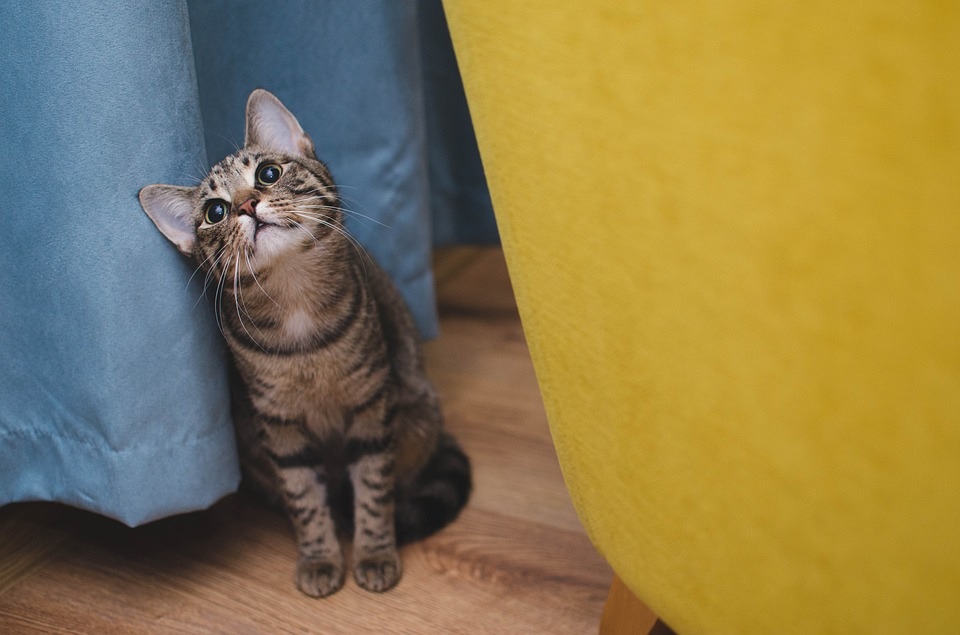кошка-полосатый-кот-животное, квартира
