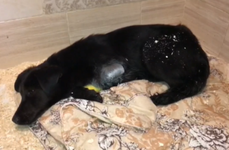 Пёс, ДТП, Ново-Московская улица