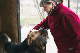 приют Натальи Беликовой, собаки