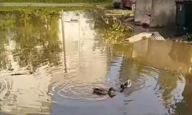 Смоленские утки вернулись на любимое озеро во дворе