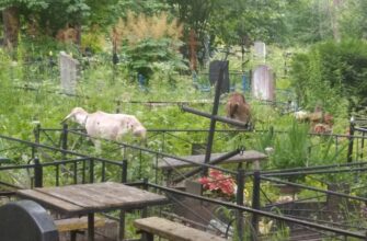 коза, кладбище