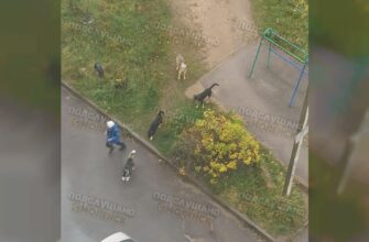 живодерка с королевки