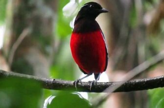 Птица Папуа