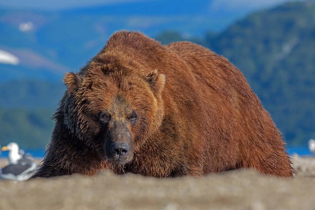 Бурый медведь в горах