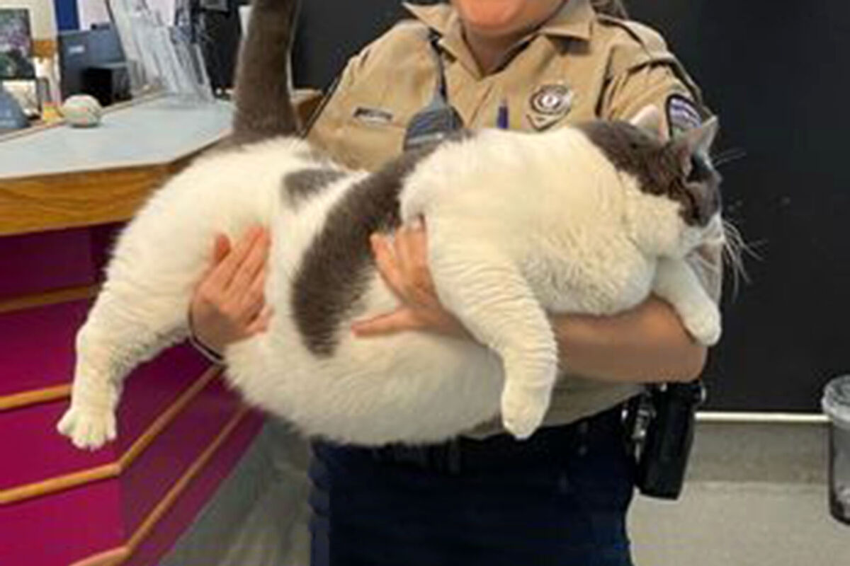 В США спасли «самого толстого кота в мире» весом 18 кг - Смоленская  народная газета