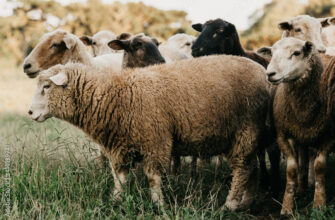 овцы, стадо