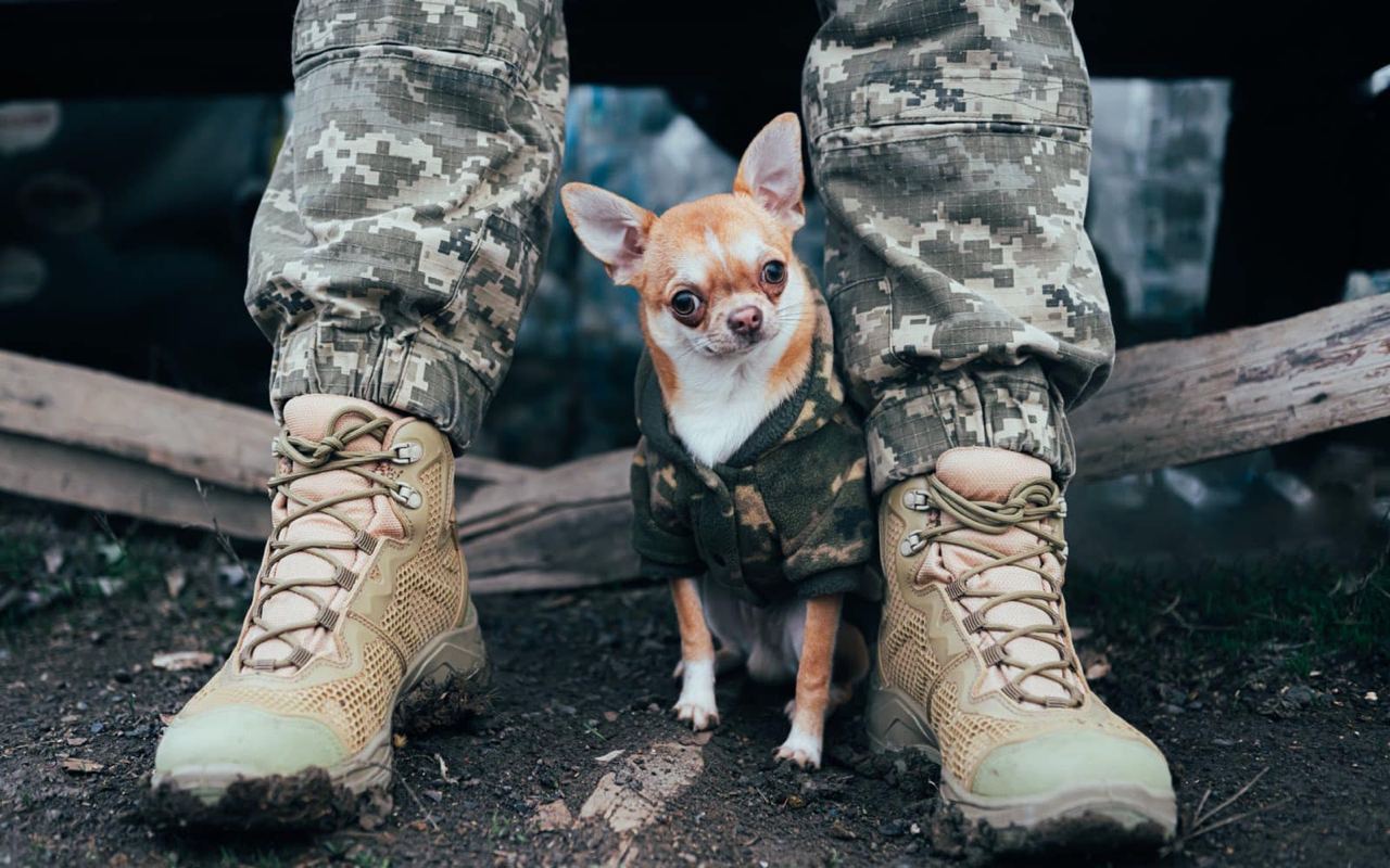Украина, ноги, военная форма, собака