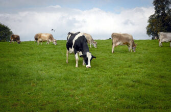 корова, поле, сельское хозяйство