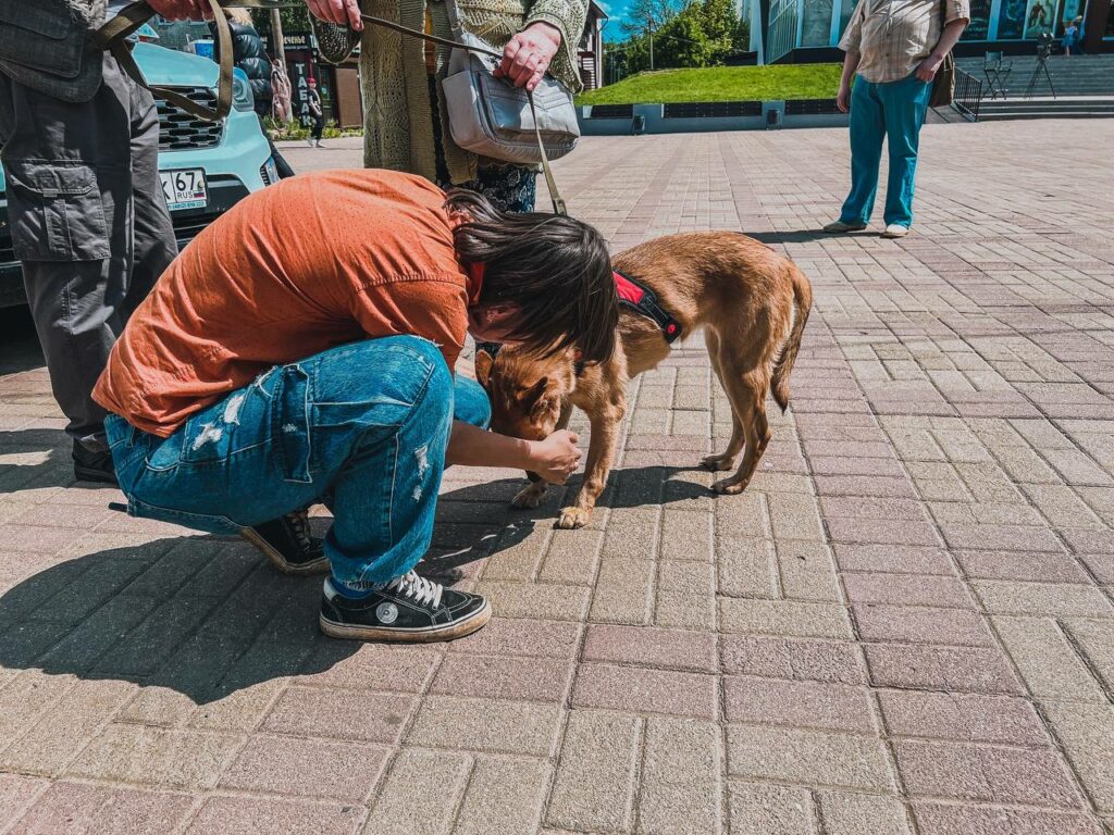 Жителям Смоленска предложили взять домой бездомных животных