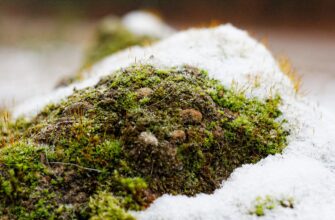 Мхи в Арктике