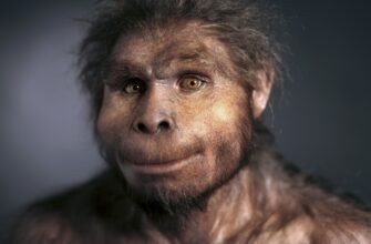 Homo erectus