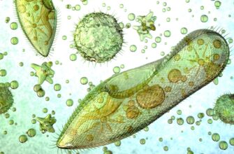 Амеба "неглерия фоулера"