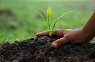 растения, сельское хозяйство, земля