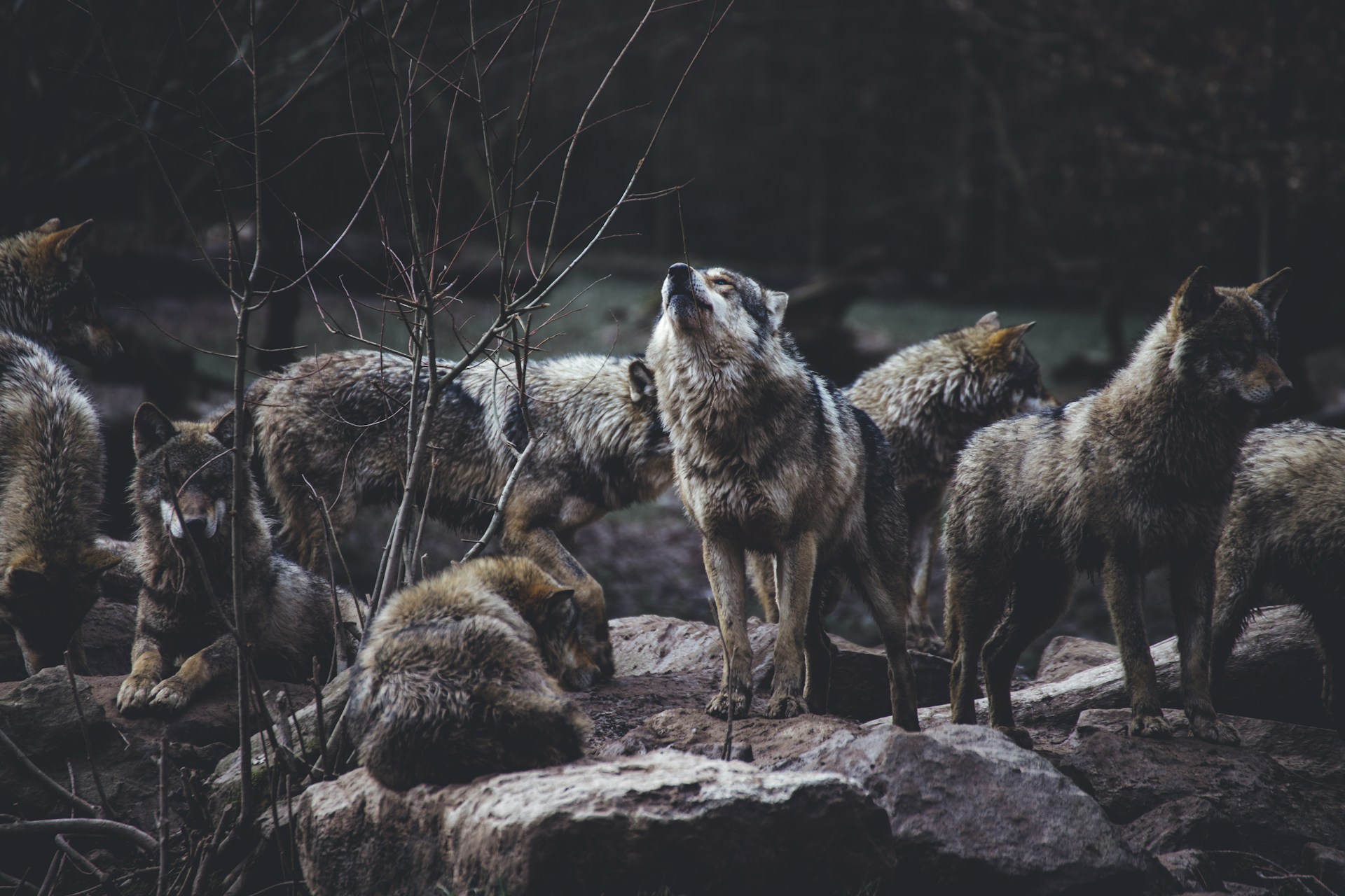 волк, животные