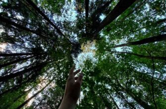лес, деревья, экология
