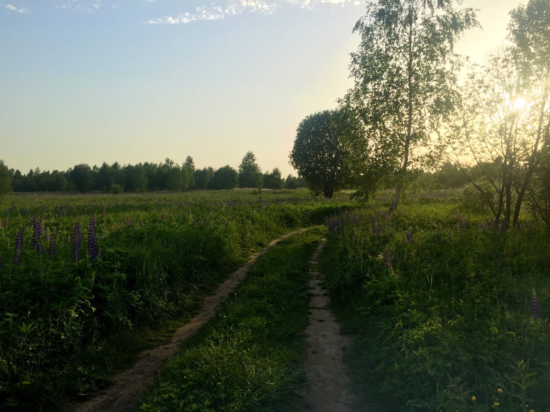 лето, закат, тепло, природа