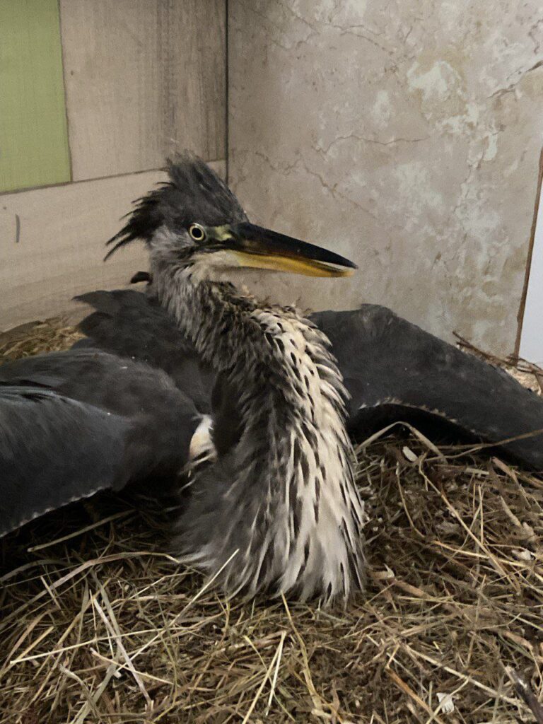 Волонтеры Смоленской области продолжают спасать сбитую машиной цаплю