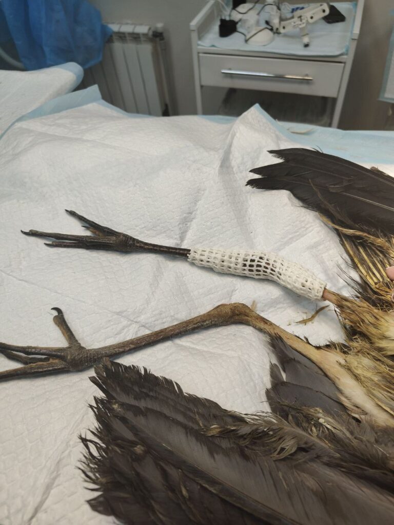 Волонтеры Смоленской области продолжают спасать сбитую машиной цаплю