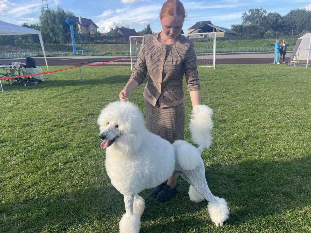 Выставка собак
